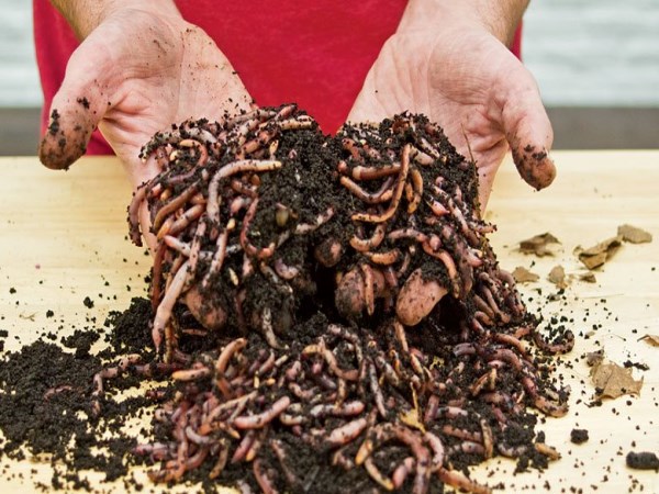 How to choose Vermicompost and Production Space to produce Vermicompost?