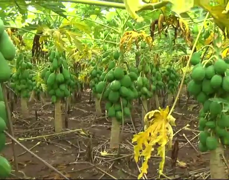 Kolar farmer  destroy papaya snr