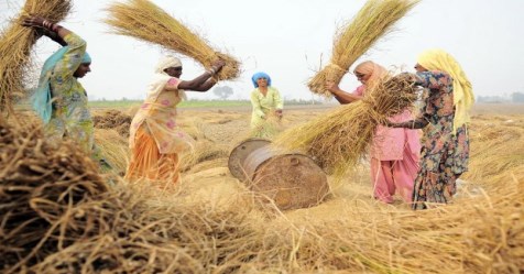 Rice cultivation in natures method