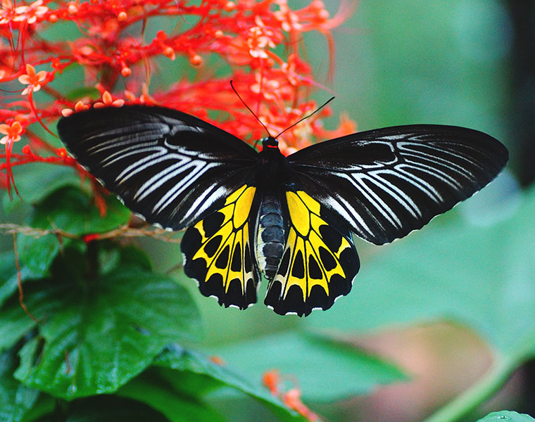 southern bird wing butterfly gets the respect of state butterfly