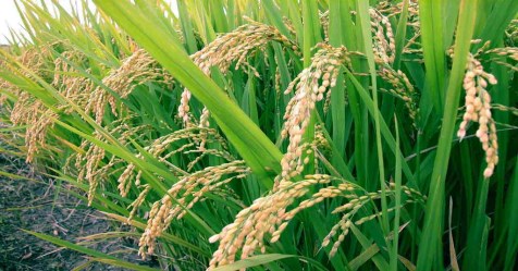 Try this to prevent diseases in the rice ...