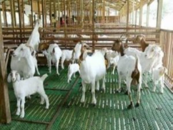 Benefits of breeding goat breed