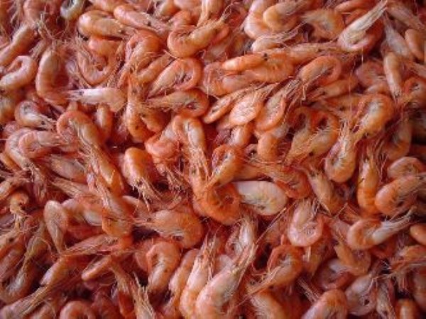 Here is the role of sunlight and feeding in shrimp farming ...