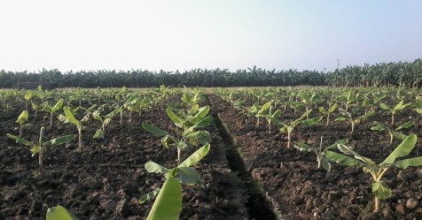 How to choose the seeds for planting banana