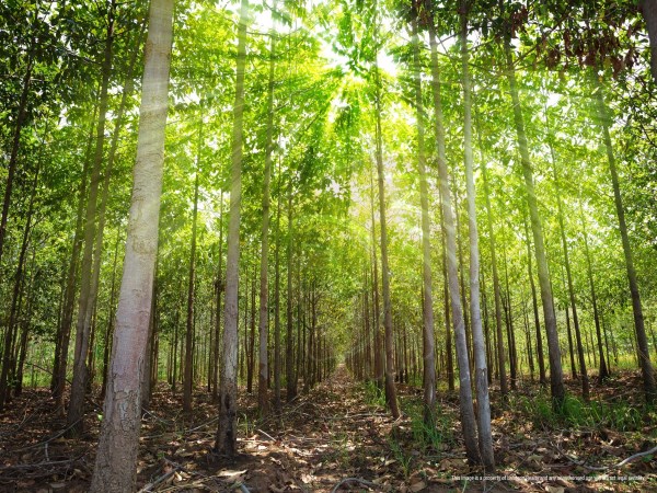 Here are the pest attack and prevention methods in teak wooden nurseries ...