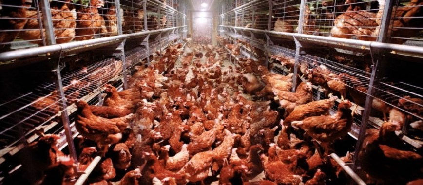 hurled profitability-of-broiler-farming