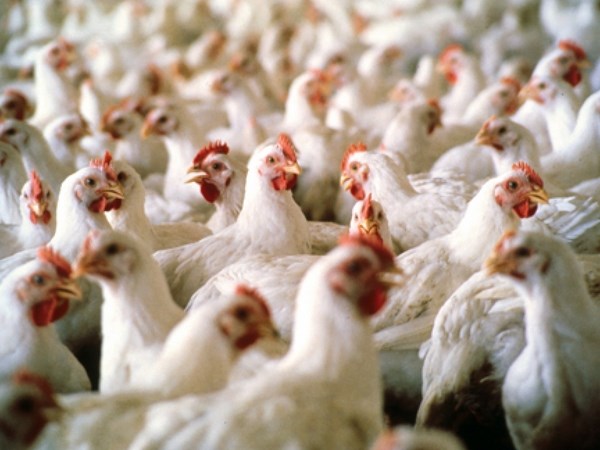 This is the only way to prevent the most dangerous infectious disease that attacks chicken.