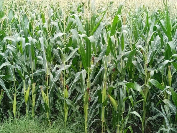 This is the right way to pest control in maize