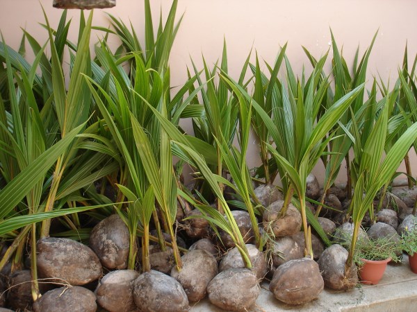 Planting coconut water in these pits. Why?