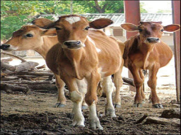 Here are the ways to protect them from diseases that affect livestock