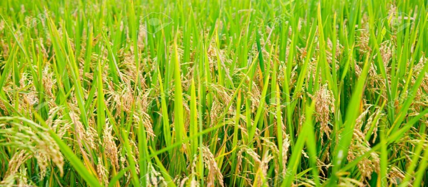 rice crop-pests-that-attack-and-destroy-only-the-egg-pa