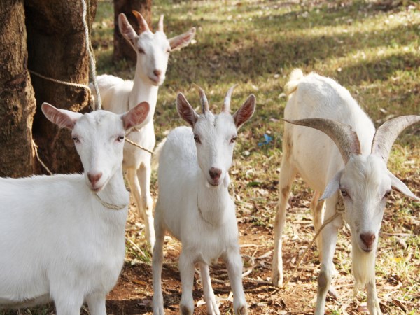 What kind of nutrients need for goats - know you know ...