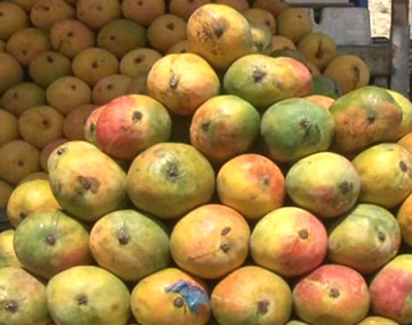 Farmers to get Global Gap certification to export mango directly