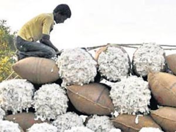 Cotton saving after harvest is the same ... There are so many options ...