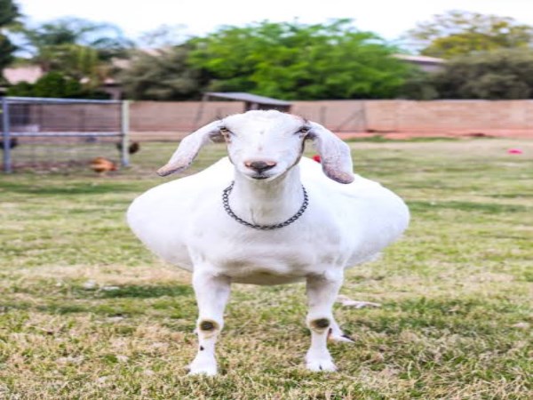 management techniques of pregnant goats