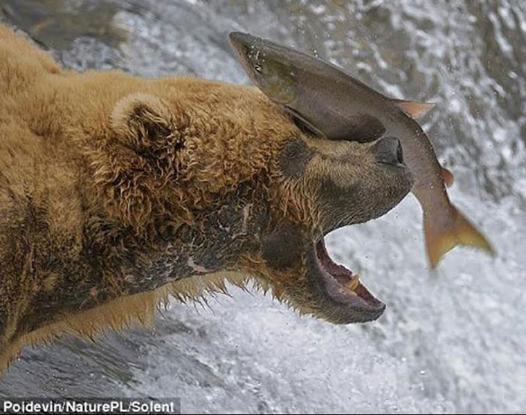 Grizzly bear catches a fish