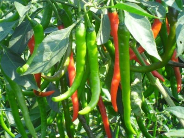 Here are some of the simplest ways to control chilli pests and control them.