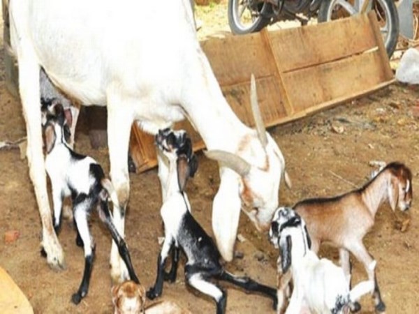 Fertile feed for less than cost of goats ...