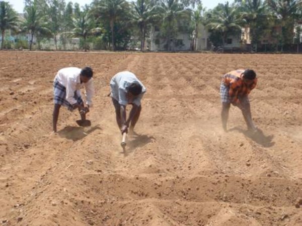 This type of crops will be ready for land.