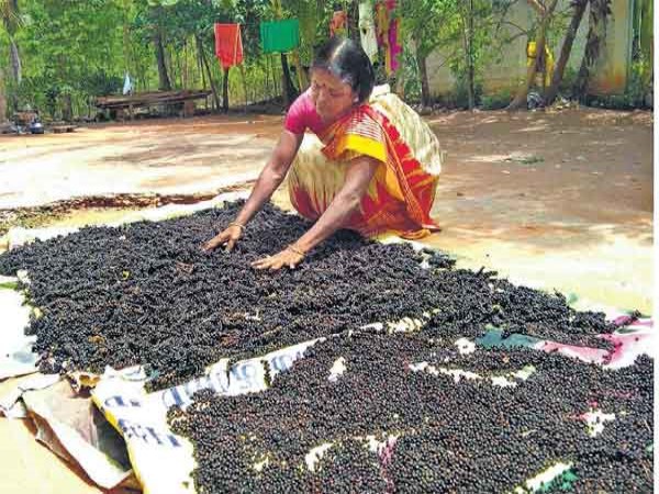 This simple method to help with pepper cultivation