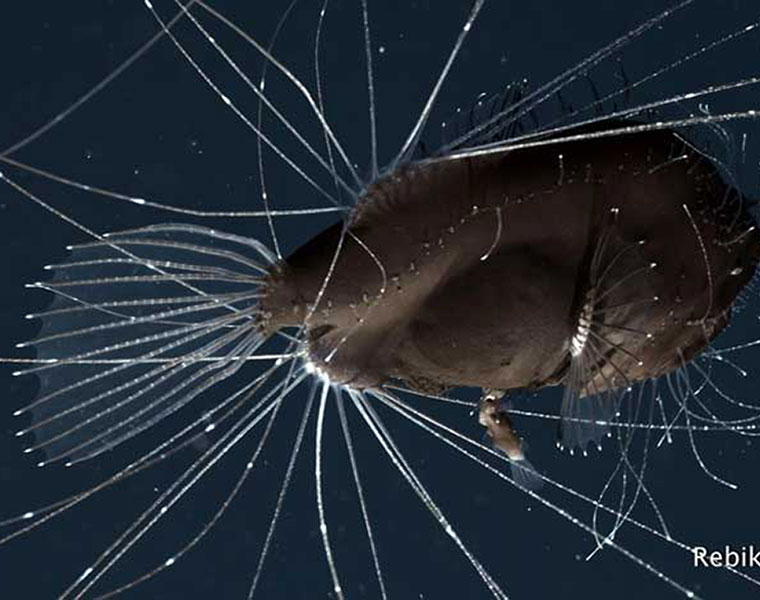 Deep Sea Anglerfish Caught Mating in First of Its Kind Video