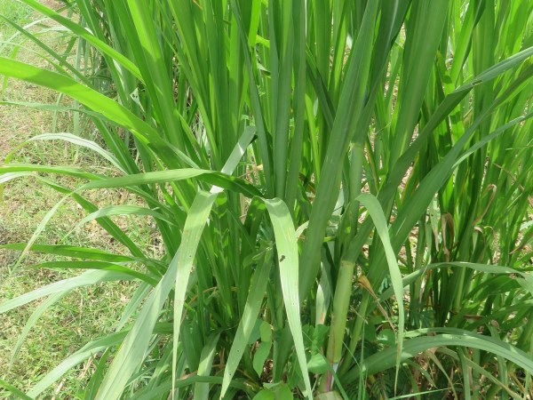 Read this to know about the type of nectar grass type of goat ...