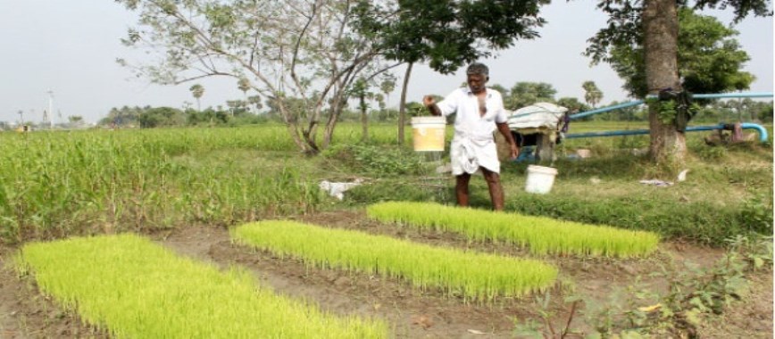 worker by-the-employer-graduate-agriculture-without