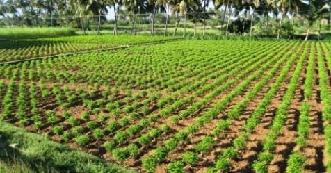 a crop feeding in vegetables crop