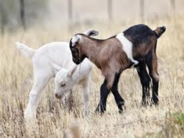 How to care for baby goats?