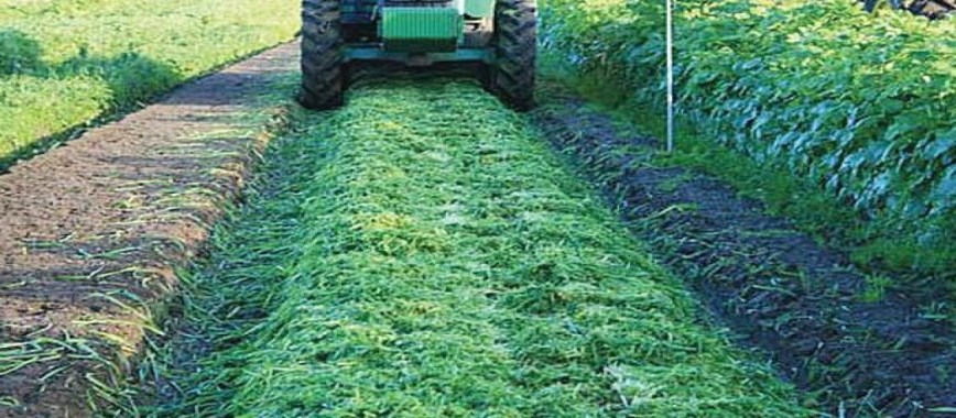 the exponential-increase-in-the-yield-of-green-manure-c