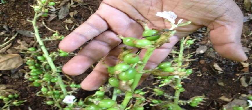 cardamom gives-the-fragrance-will-gain