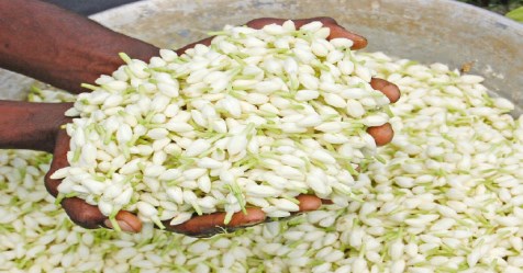 These techniques can be used to enhance the jasmine cultivation!