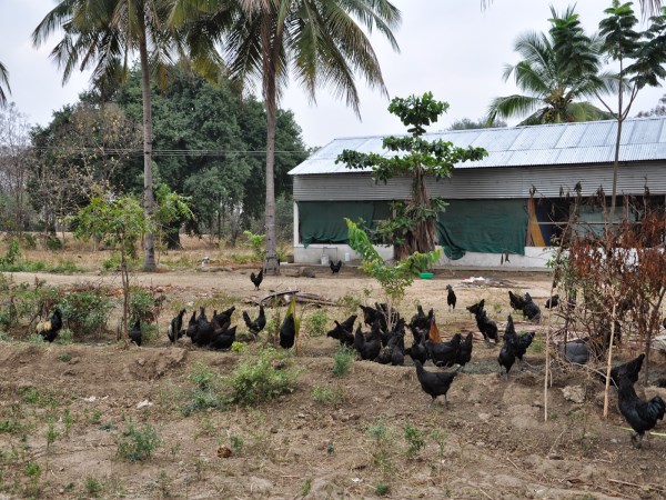 The pros and cons of open housing poultry hubs