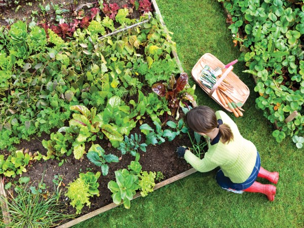 How to Choose a Home Vegetable Garden