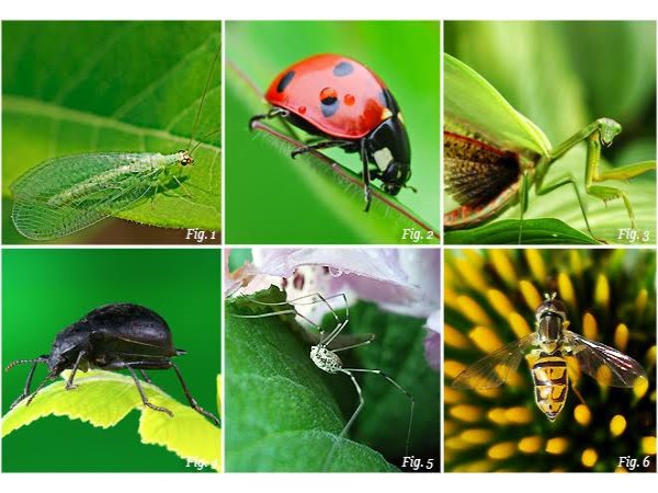 how to protect insects which is doing good for farmers