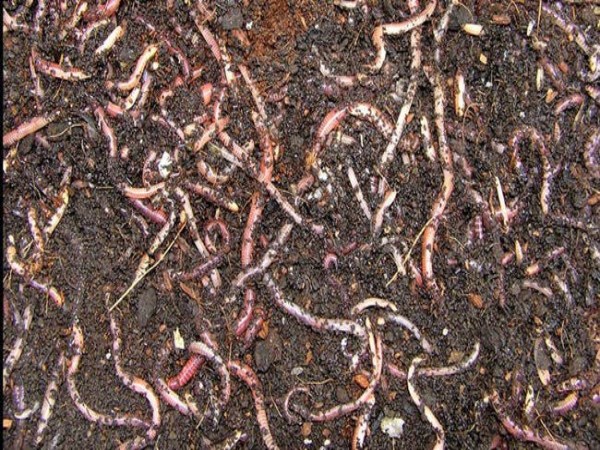 What are earthworms suitable for vermicompost? Know how to read this