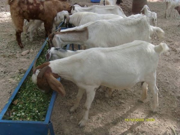 protecting methods of goats which is conceived 