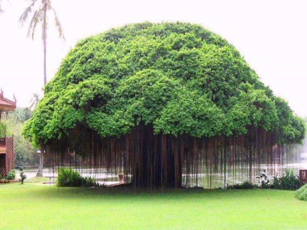 This is the reason why the banyan tree is always special.