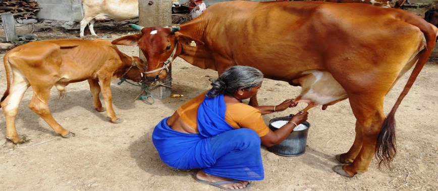 summer and-winter-in-the-same-kind-of-cows-fed-on-a-can