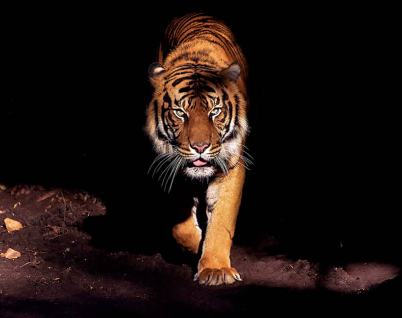 A jungle book story of love and revenge: Tiger in mourning kills his mate's poacher