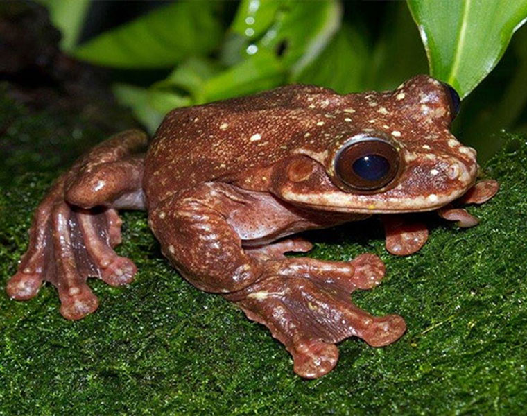 Rare tree frog species goes extinct after death of last documented member