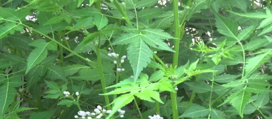 neem cultivation-technologies-that-grow-well-in-clay