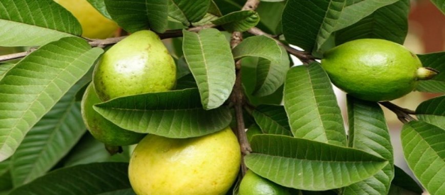 thailand faced-growing-guava-dry-earth-profit-of-rs-1-l