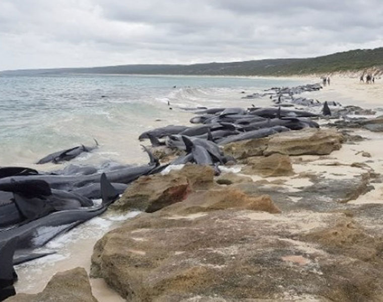 Most of over 150 stranded whales die on Australian beach