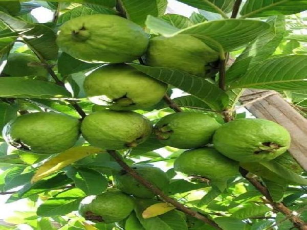 It is enough to follow these simple ways to protect the guava crop ...