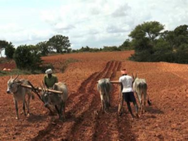 Some types of crops and their land preparation strategies.