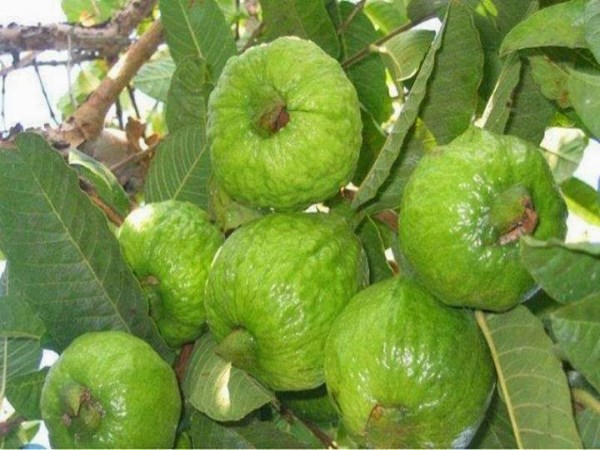 These technologies help to increase yield during guava cultivation ...