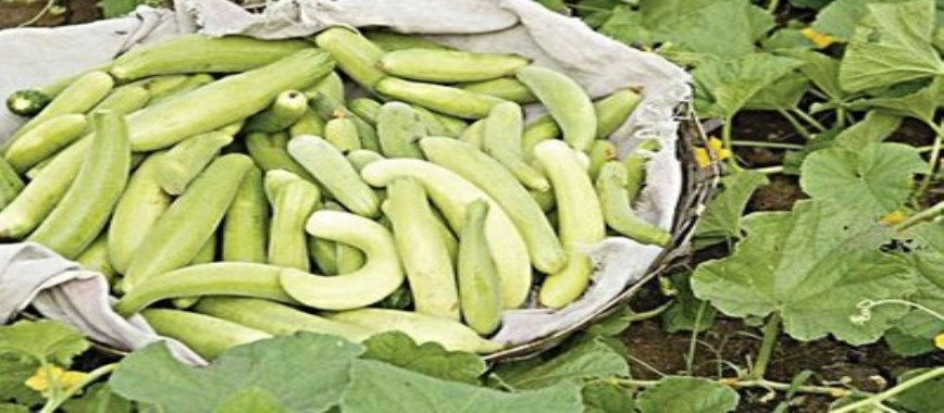 read it-to-learn-about-the-medical-kunamikka-cucumber-c