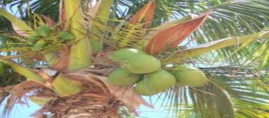 coconut facing-problems-in-aquaculture-cure-for-them