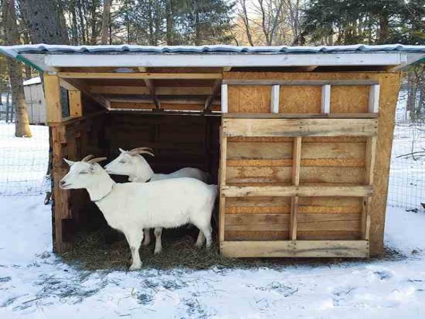 How to set up beds for sick goats?